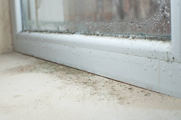 Best Emergency Mold Remediation in Manitou Beach Devils Lake, MI